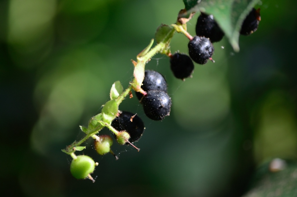 Berries by byrdlip