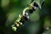 22nd Aug 2012 - Berries