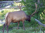 20th Aug 2012 - elk at Yellowstone