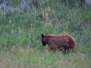 21st Aug 2012 - Grizzly Bear wandering around Yellowstone