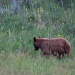 Grizzly Bear wandering around Yellowstone by dmdfday