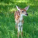 Summer Memory #34: Bambi by dmrams