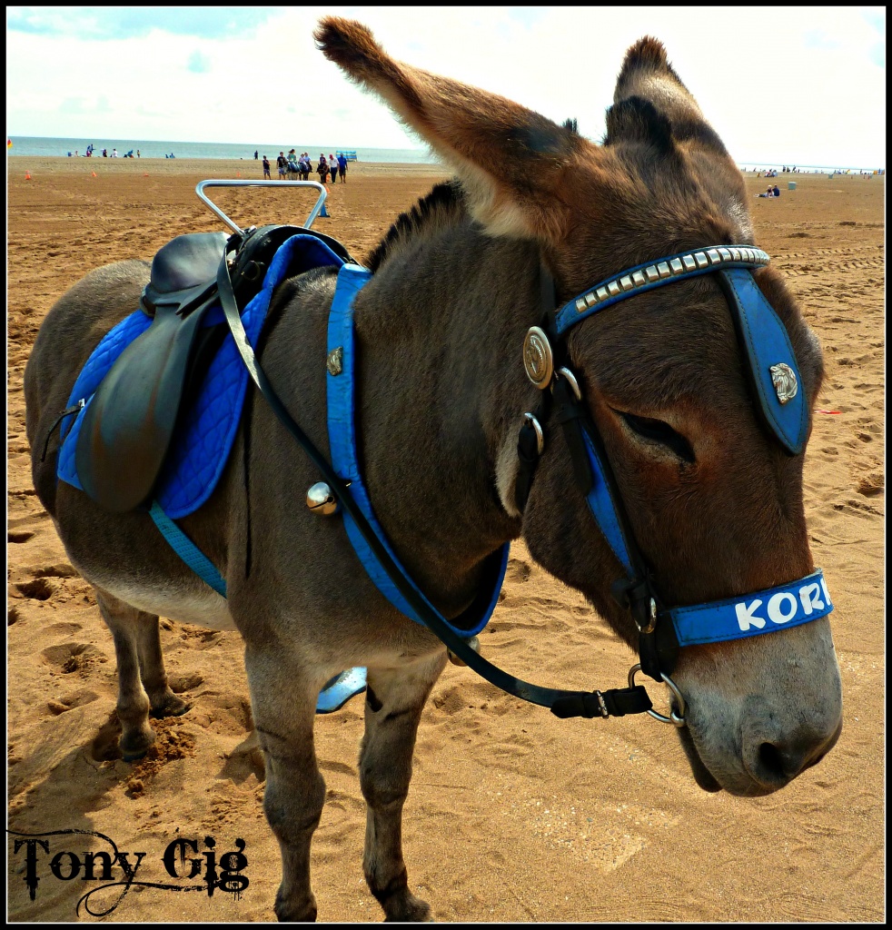 Donkey Ride With Korkey  by tonygig