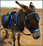 23rd Aug 2012 - Donkey Ride With Korkey 