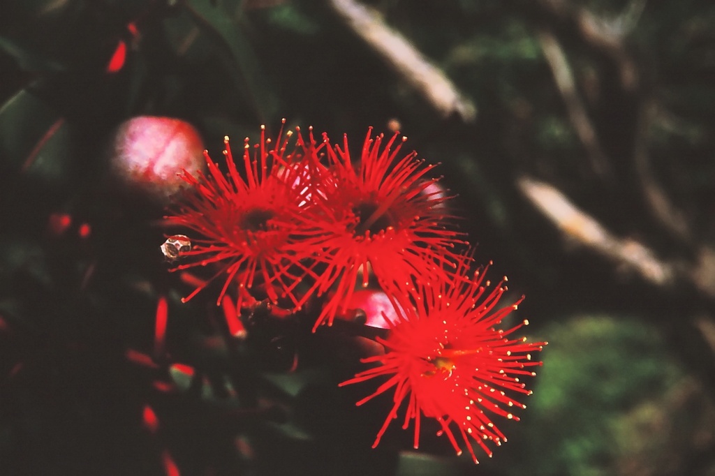 Red flowering gum by peterdegraaff