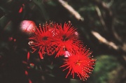 23rd Aug 2012 - Red flowering gum