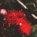 Red flowering gum by peterdegraaff