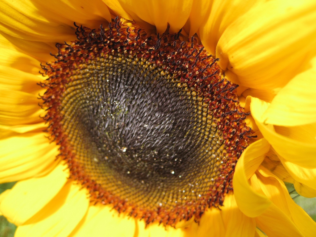 Day 4: Orange - fire in a sunflower by quietpurplehaze