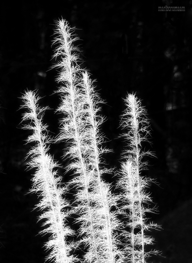 Tall weeds... by marlboromaam