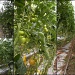 Into a greenhouse. ( Growing tomato`s ) by pyrrhula