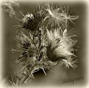 23rd Aug 2012 - last of the thistle