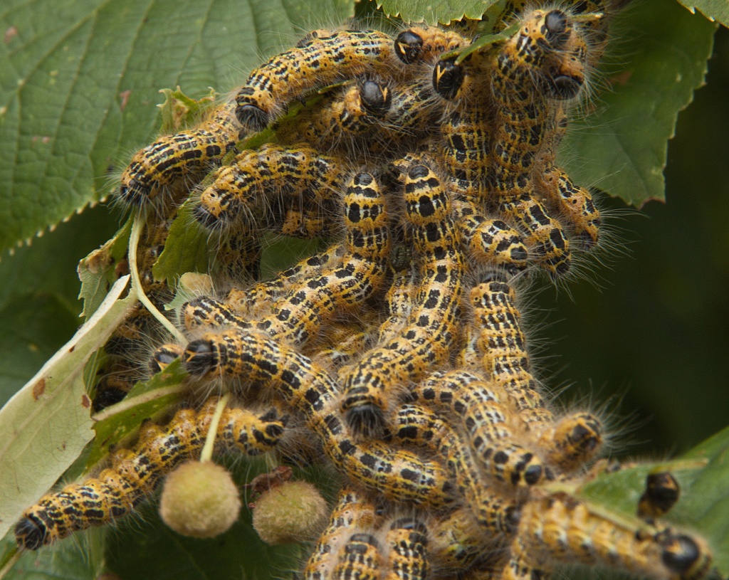 Caterpillar party by dulciknit