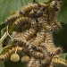 Caterpillar party by dulciknit