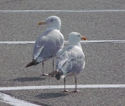 18th Aug 2012 - Keeping Watch in the Parking Lot