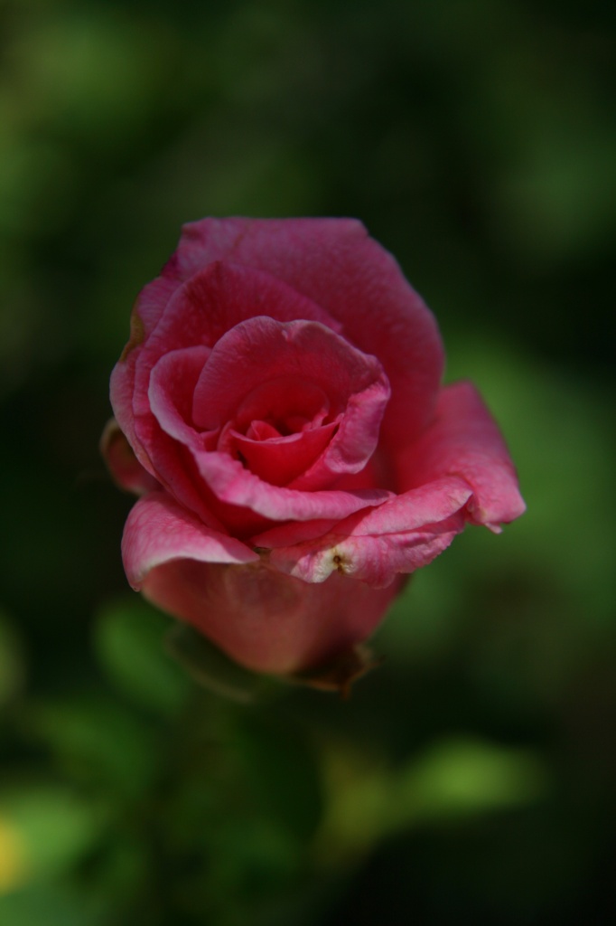 Pink Rose by kerristephens