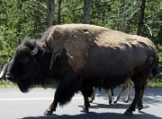 22nd Aug 2012 - buffalo in Yellowstone