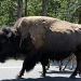 buffalo in Yellowstone by dmdfday