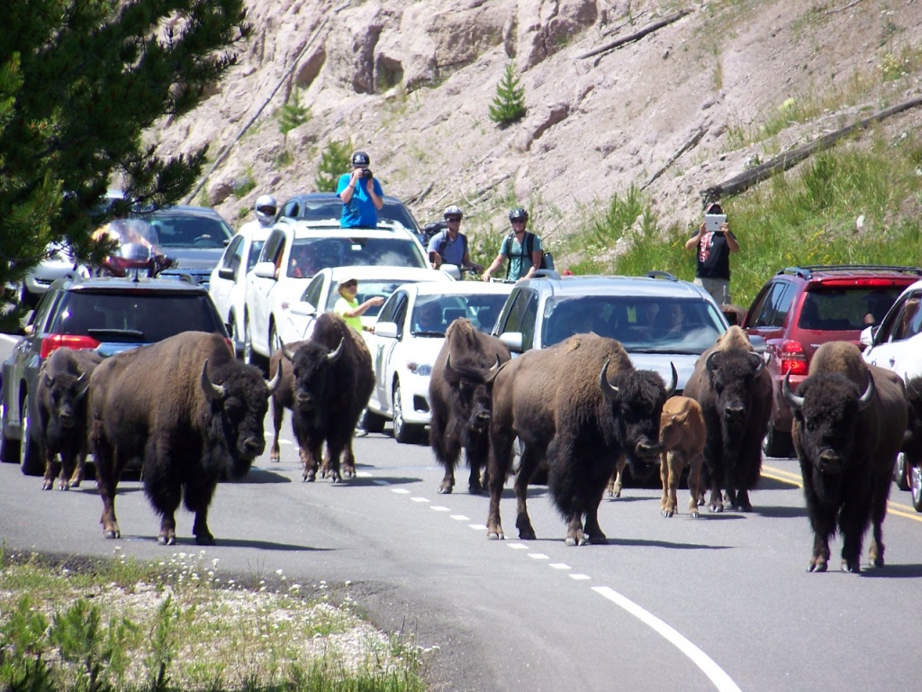 herd of buffalo by dmdfday