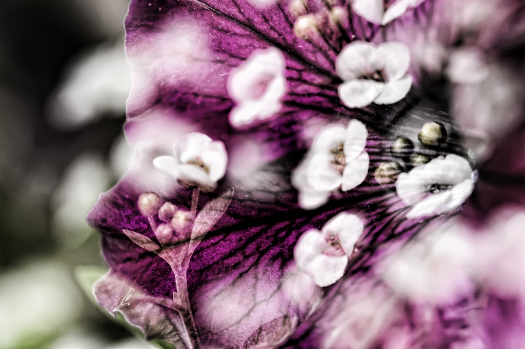 Petunia by lstasel