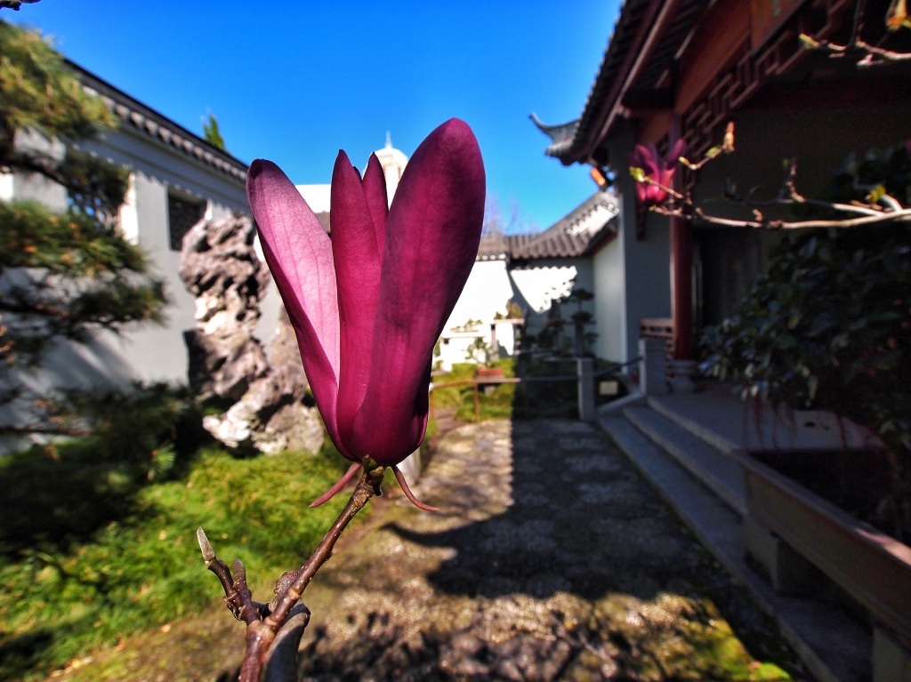 First magnolia by peterdegraaff