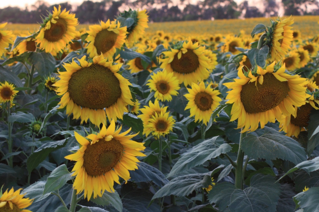 Field of Sunshine by aecasey