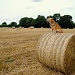 Hay - Get off there! by bulldog