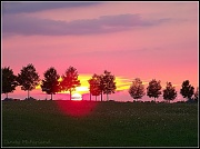 24th Aug 2012 - Tree Lined Sunset