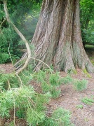 24th Aug 2012 - American Redwood