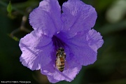 24th Aug 2012 - Busy bee