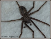 24th Aug 2012 - Bathroom spider