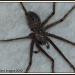 Bathroom spider by rosiekind