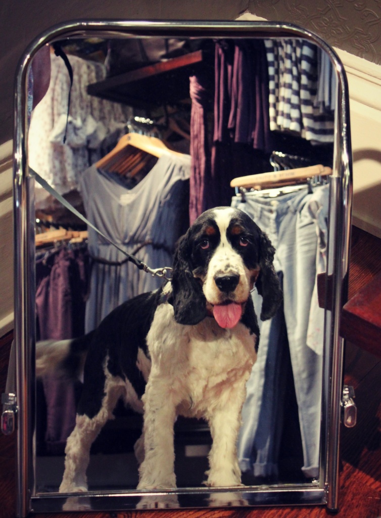 Hey mum- there's a handsome dog in this shop... by judithg