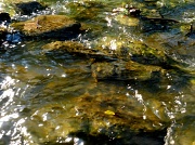 24th Aug 2012 - River Rocks