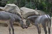 23rd Aug 2012 - Zebra Love