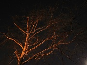 23rd Aug 2012 - night tree