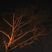 night tree by spanner