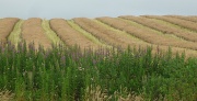 23rd Aug 2012 - willowherb and oilseed rape 