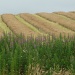 willowherb and oilseed rape  by sarah19