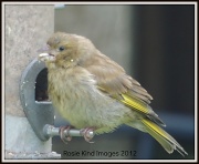 25th Aug 2012 - Young greenfinch
