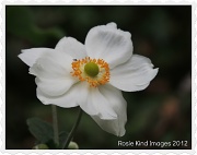 25th Aug 2012 - Japenese Anemone - a white one this time