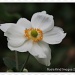 Japenese Anemone - a white one this time by rosiekind