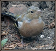25th Aug 2012 - Little Chaffinch