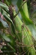 25th Aug 2012 - corn on the cob