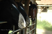 25th Aug 2012 - 3 horses