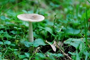 25th Aug 2012 - mushroom