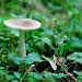 mushroom by dakotakid35