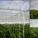 Into a greenhouse. Growing peppers 2 by pyrrhula