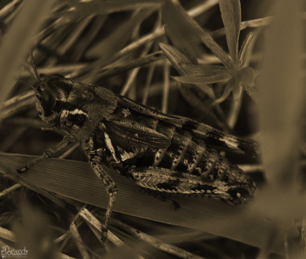 The Grasshopper by ragnhildmorland