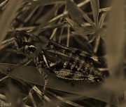 19th Aug 2012 - The Grasshopper