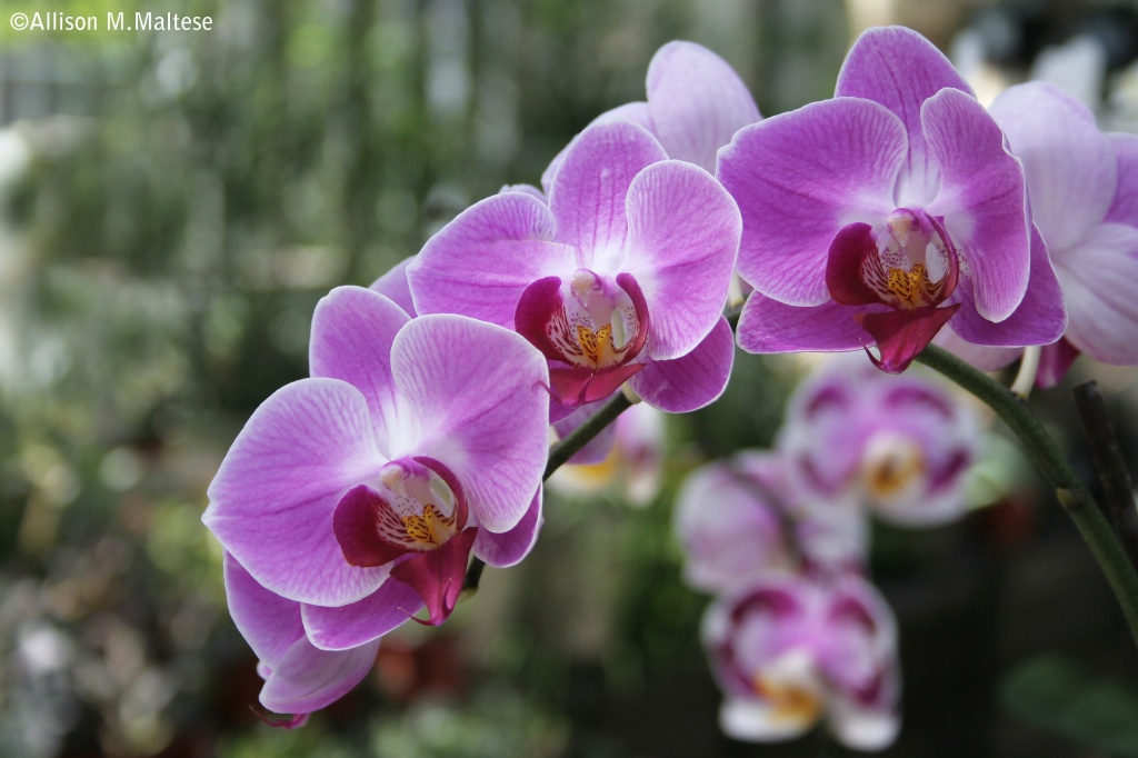 Orchids by falcon11